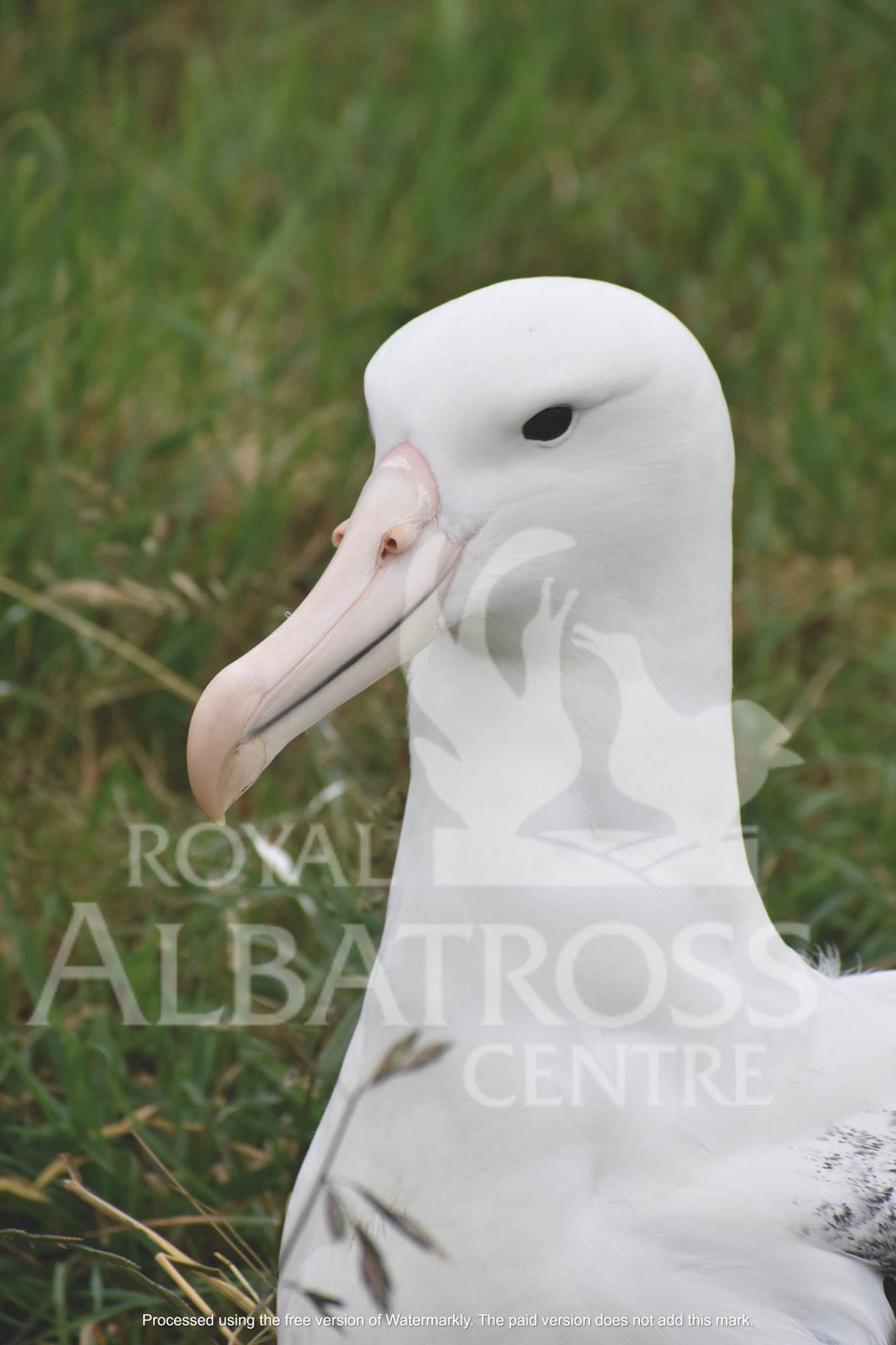 Adult Albatross
