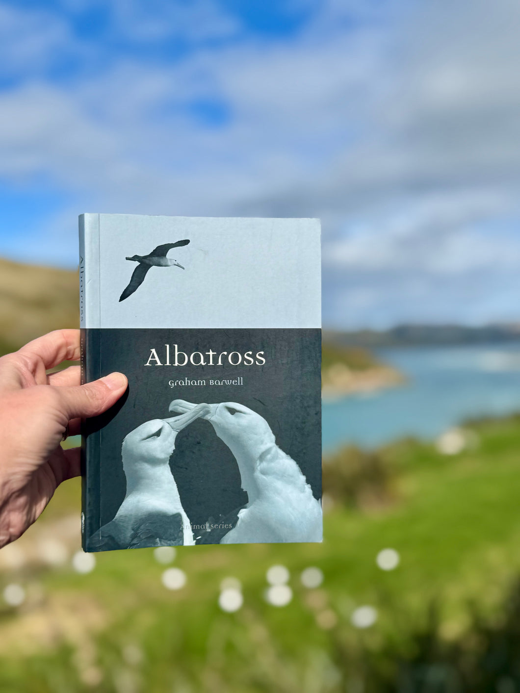 Albatross