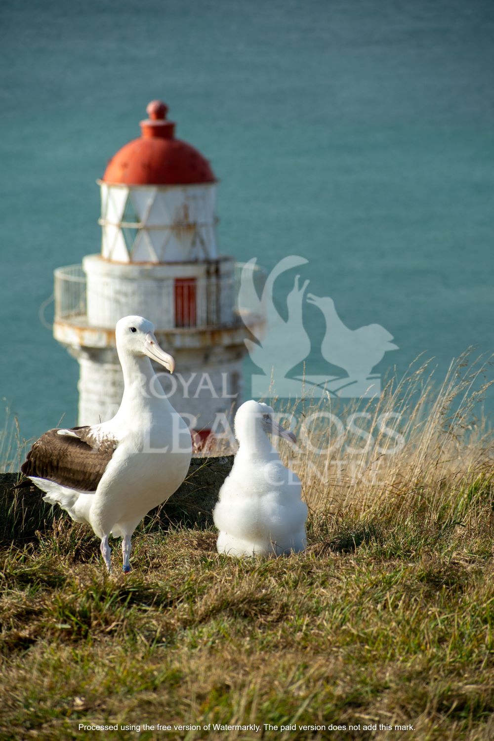 Adult , Chick and Taiaroa Head Lighthouse