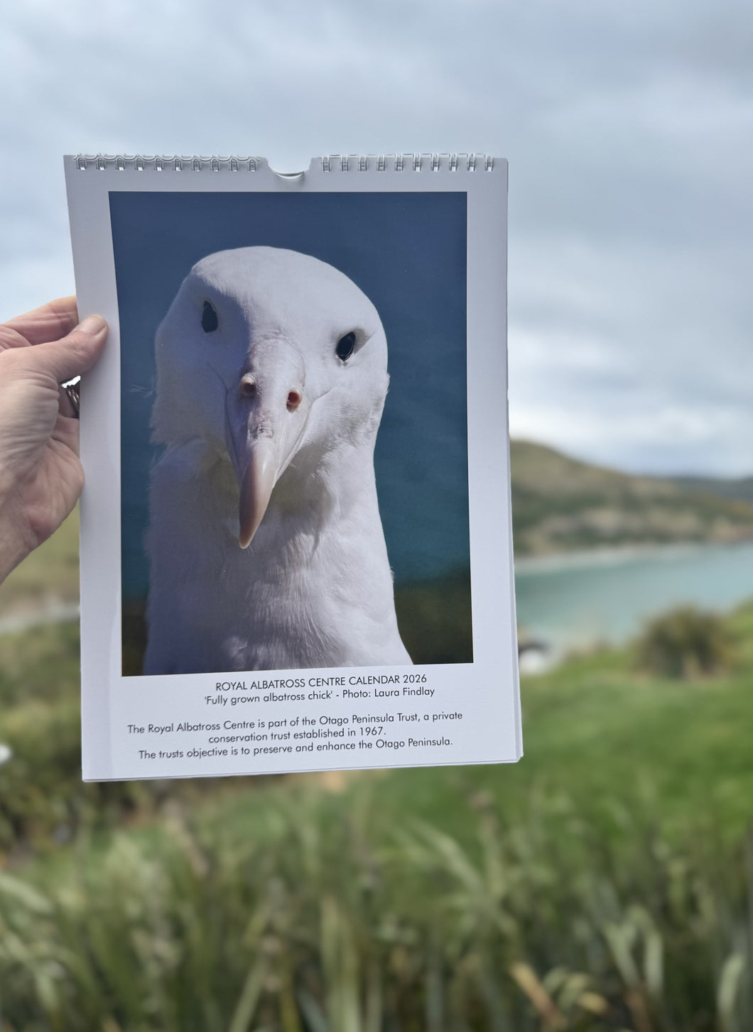 Royal Albatross Centre Calendar 2026