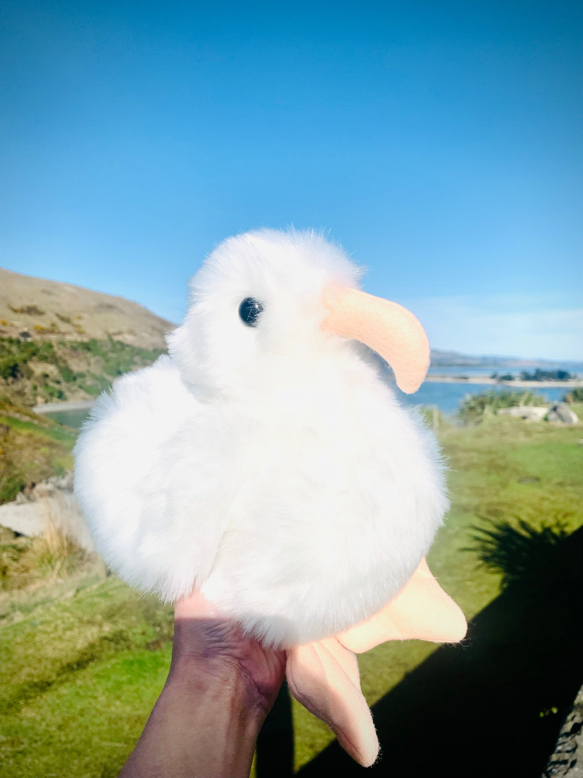 Products Tagged Toys Soft The Royal Albatross Centre